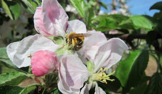 Bee on apple blossom