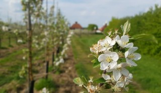 Apple blossom in an orchard